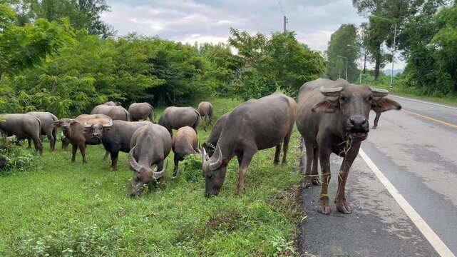 Rural video footage showing a domesticated swamp buffalo herd grazing along an asphalt roadside, documenting livestock interactions with rural infrastructure habitats