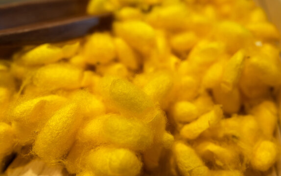 Golden silkworm cocoons harvested from traditional silk production, containing sericin and fibroin proteins for cosmetic ingredients, regenerative biomaterials and sustainable textile manufacturing.