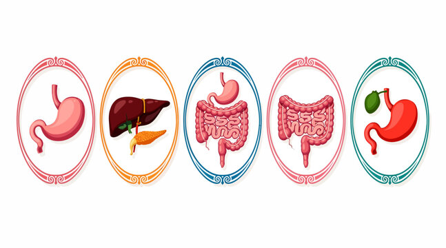 Human Digestive System Organs Set: Stomach, Liver, Pancreas, Intestines