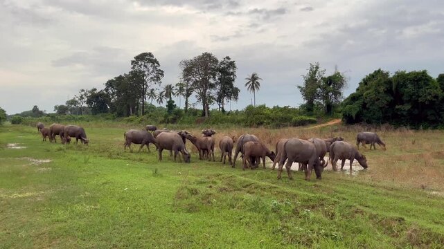 Panoraming video footage tracking a swamp buffalo herd grazing along a rural pasture pathway, highlighting agroecology and traditional livestock farming practices