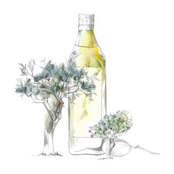 Olive grove landscape with elegant glass oil bottle and soft green foliage accents. Hand drawn illustration in pencil shading and loose watercolor. Travel brochures, artisan branding, restaurant decor