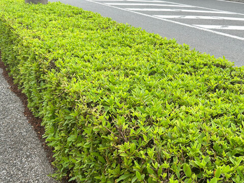 道路沿いの生垣