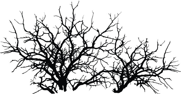 bare tree branches isolated on transparent background