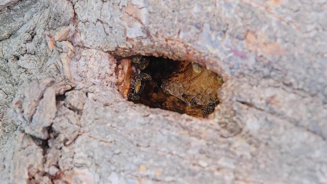 honeybees established in a natural cavity, such as a hollow in a tree trunk