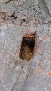 honeybees established in a natural cavity, such as a hollow in a tree trunk