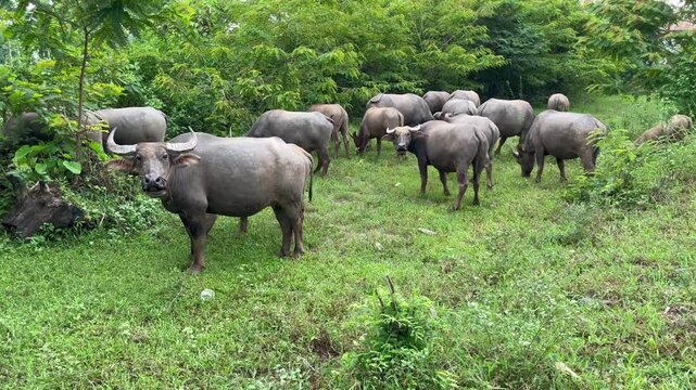 Agricultural zoology video footage capturing domesticated swamp buffalo herd dynamics, observing social behavior and grazing habits within a lush rural forest clearing