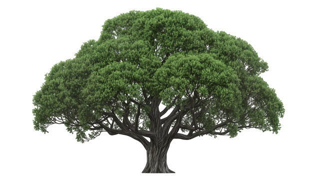 Isolated majestic old broadleaf tree with a sprawling canopy and sturdy winding trunk