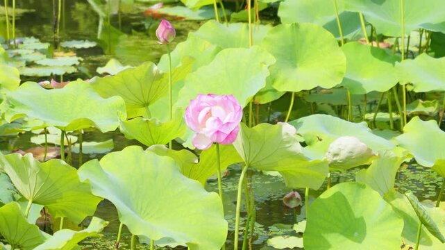 Pink Lotus Flowers and Green Leaves in a Sunny Summer Pond