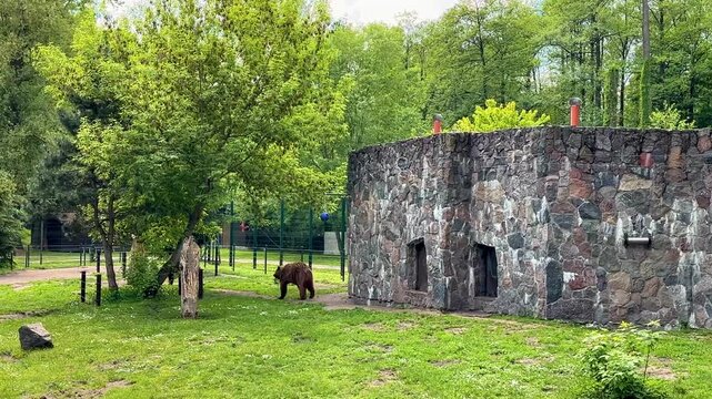 Two bears walk restlessly across a grassy enclosure while one jumps into the air to catch flying insects. Concept of animal behavior, wildlife observation, natural instinct and zoo conservation.