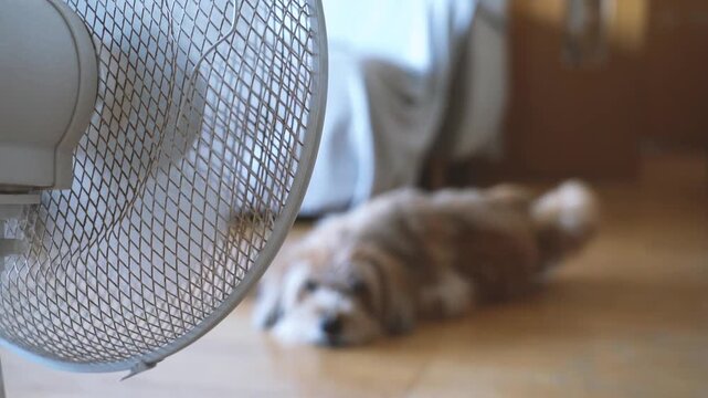 Cute havanese dog cooling off in front of fan