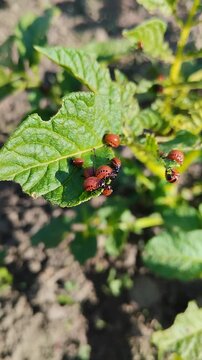 Colorado potato beetle larvae eating potato leaves close up, Group of potato beetle pests destroying green leaf in garden