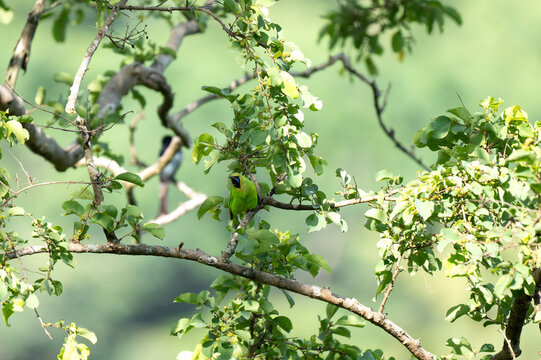A male Leafbird perched elegantly on a rustic tree branch, perfectly camouflaged among lush green forest foliage.