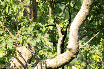 Fototapeta premium A White checked Barbet perched elegantly on a rustic tree branch, perfectly camouflaged among lush green forest foliage.