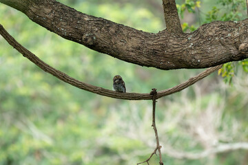 Fototapeta premium A tiny Jungle Owlet perched on a curved woody vine under a thick tree trunk, featuring prominent yellow eyes and detailed barred plumage against a softly blurred green nature background.