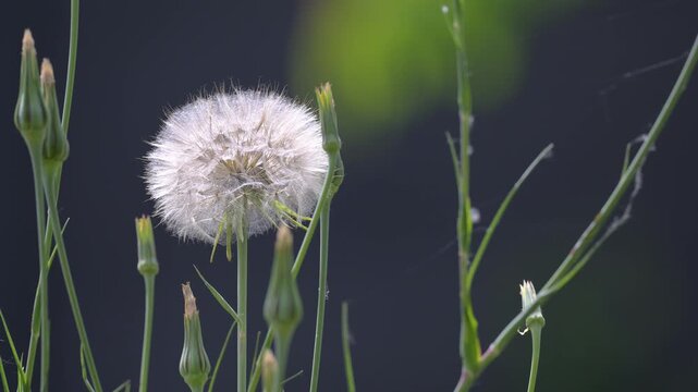 Yellow Goat's Beard achenes head with seeds and pappus in spring in a domestic city garden. Tragopogon dubius, Indre-et-Loire 37, r&eacute;gion Centre, France, European Union, Europe