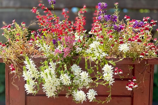 A vibrant wooden planter box overflowing with a mix of colorful red, purple, and white flowers. This charming floral arrangement captures the beauty of summer gardening, perfect for patio and deck dec