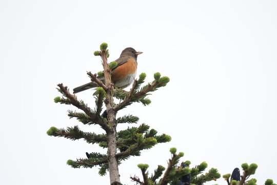 マツの木にとまる鳥のアカハラ