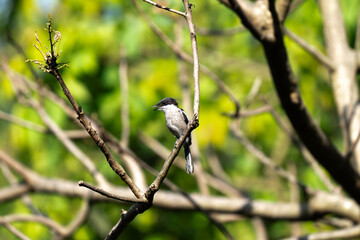 Obraz premium A small Passerine bird of Bar winged Flycatcher with a distinct black cap and white underparts, sitting calmly on a dry branch in its natural habitat with lush green background.