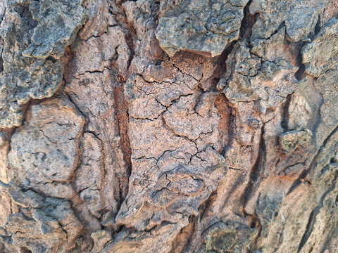 Detailed macro shot of rough tree bark with unique diagonal grooves and weathered wooden textures.
