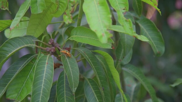 Yellow Paper Wasp Crawling on Green Mango Tree Leaves, Kala Pathar Beach