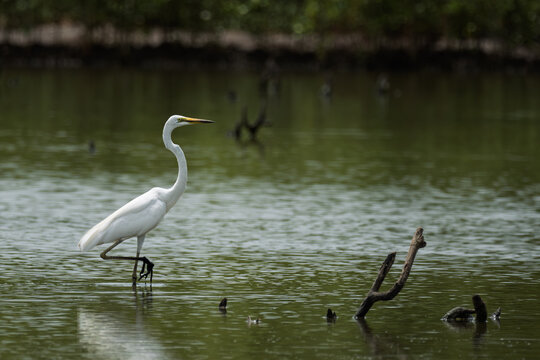 ⚪️ Great Egret
🚫 Protected wildlife: Hunting and keeping as pets are prohibited