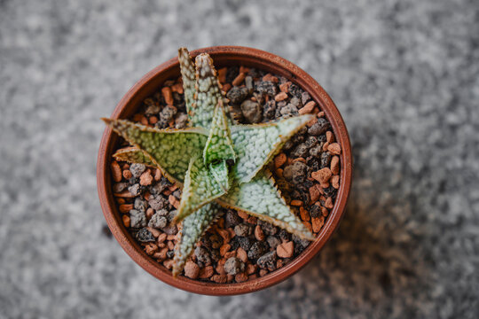 Top view of a young, colorful Aloe White Lightning plant