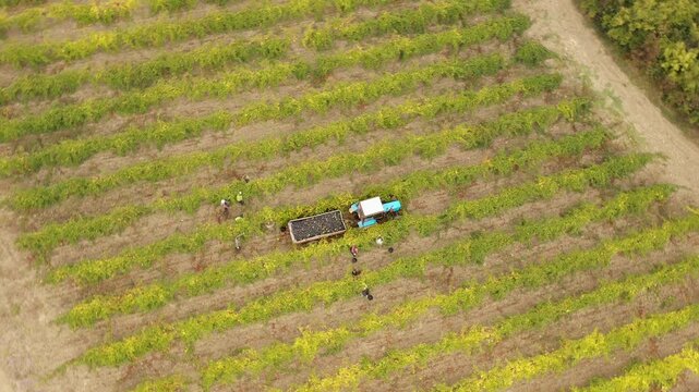Aerial drone view of vineyard fields during grape harvest season, showing workers hand-picking ripe grapes, rows of grapevines, and tractors transporting fully loaded trailers of harvested grape bunch