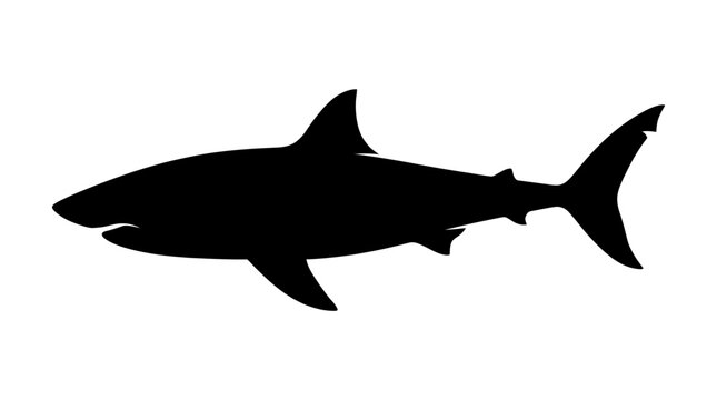 shark vector illustration