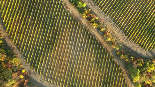 Professional drone view of Chilean coastal vineyards during wine grape harvest, featuring Mediterranean climate landscapes