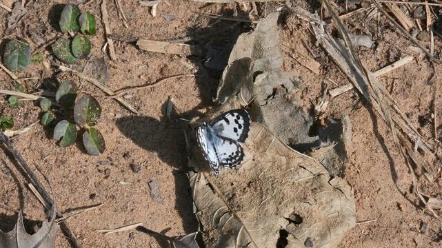 Castalius rosimon or&nbsp;common Pierrot butterfly. It &nbsp;is a small&nbsp;butterfly&nbsp;found in&nbsp;India&nbsp;that belongs to the&nbsp;lycaenids, or blues family.
