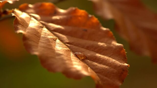 A single brown leaf with a water drop while sunlight illuminates it softly during autumn