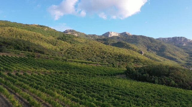 High-angle drone shot of Portuguese vineyards in the Douro Valley during grape harvest, featuring steep vineyard terraces, workers collecting ripe grape clusters, and tractors carrying the harvest