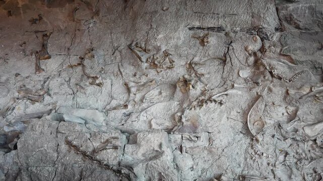 Dense concentration of dinosaur fossils embedded in fine grained rock matrix at paleontology excavation site, pan right