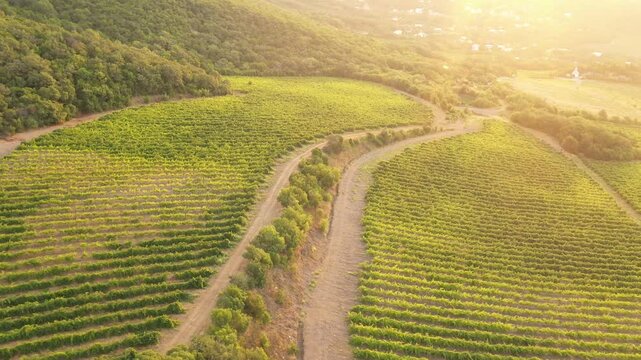 Aerial view of Chilean vineyards in the coastal wine regions, surrounded by mountains, where vineyard workers harvest grapes manually for premium wine production