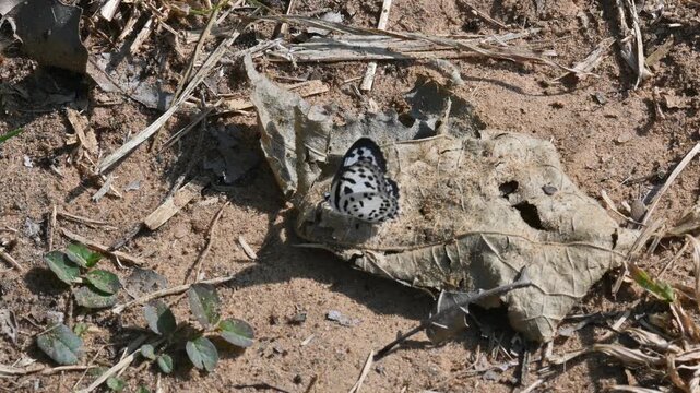 Castalius rosimon or&nbsp;common Pierrot butterfly. It &nbsp;is a small&nbsp;butterfly&nbsp;found in&nbsp;India&nbsp;that belongs to the&nbsp;lycaenids, or blues family.
