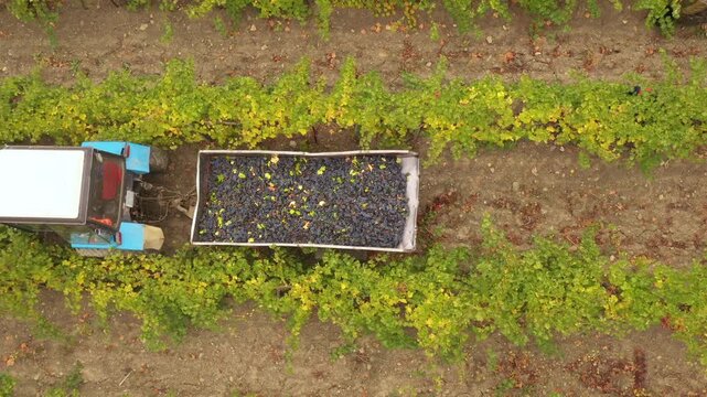 Close-up aerial view of a tractor trailer loaded with freshly harvested red grapes, showing ripe grape bunches collected during wine harvest season for traditional winemaking production