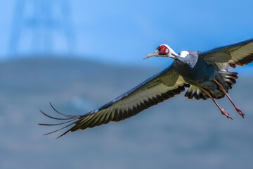 red billed hornbill © Bai