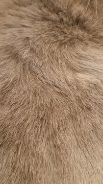 Macro shot of a cat breathing, thick and soft brown cat fur rising and falling. Texture of pet fur close-up, detailed natural background, care for fluffy pets and pet supplies