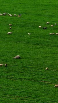 Sheep grazing across lush green pasture, drone vertical background
