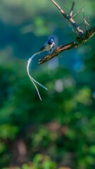 blue tit in the water © Bai