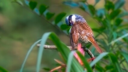 blue tit on a branch © Bai