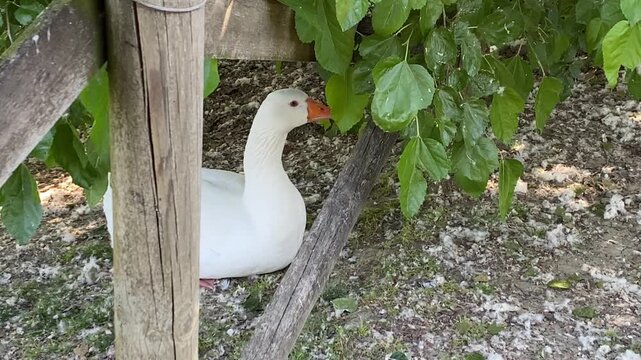 White domestic goose sitting on the ground near wooden fence and green leaves.