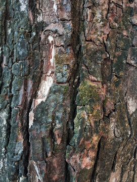 bark of a tree
Detailed macro of old tree trunk bark texture. Rough cracked surface with brown, grey, and green moss. Natural organic pattern, weathered wood detail. Perfect for nature background, rus