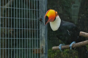 toucan on a branch © Bai