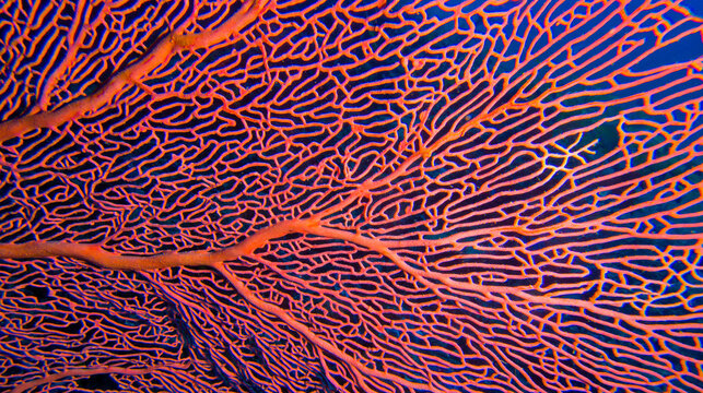Gorgonian, Sea Fan, Sea Whips, Coral Reef, North Ari Atoll, Maldives, Indian Ocean, Asia