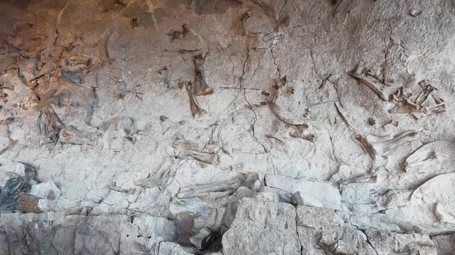 Exposed dinosaur bones preserved within sedimentary rock wall at fossil excavation, wide overview pan right
