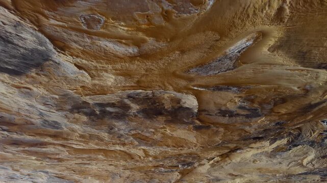 Fossilized remains embedded in layered sedimentary rock revealing ancient prehistoric geology, signature cave ceiling