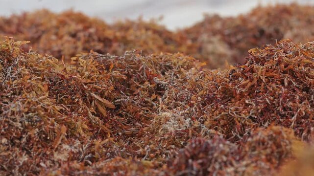 Close-up of sargassum covering a beach on Mexico&rsquo;s Caribbean coast, with soft sea background, showing seaweed accumulation, coastal pollution, and environmental impact in the Riviera Maya.