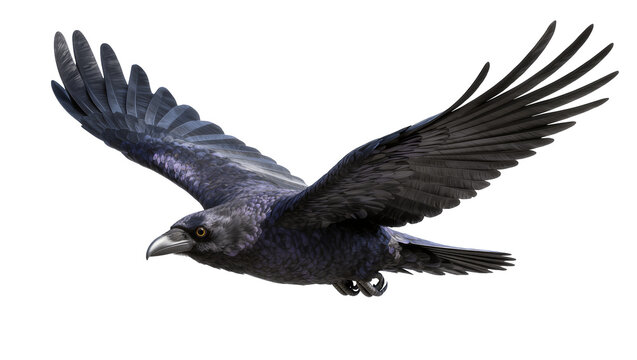 Isolated realistic black crow flying gracefully, detailed artistic rendering of a majestic corvid