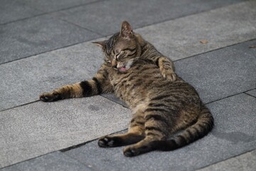 cat on the wall © Bai